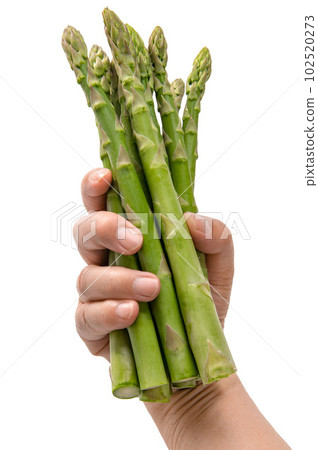 Hand-picked green asparagus 102520273