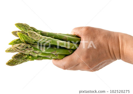 親手採摘的綠蘆筍 102520275