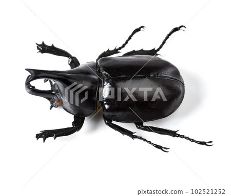 Bug, insect and black beetle on a white background in studio for wildlife, zoology and natural ecosystem. Animal mockup, beetles and top view of isolated creature for environment, entomology and pest Bug, insect and black beetle on a white background in studio for wildlife, zoology and natural ecosystem. Animal mockup, beetles and top view of isolated creature for environment, entomology and pest 102521252