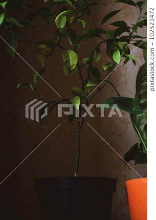 Potted houseplants on dark background. Orange red ceramic vases for growing flowers in a home garden. Green heart-shaped anthurium leaves. Love of nature, plants growing and care concept. Potted houseplants on dark background. Orange red ceramic vases for growing flowers in a home garden. Green heart-shaped anthurium leaves. Love of nature, plants growing and care concept. 102521472