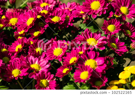 Red chrysanthemum, daisy flower blooming 102522165