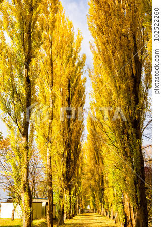 Autumn of poplar trees at Hokkaido University Autumn of poplar trees at Hokkaido University 102522260