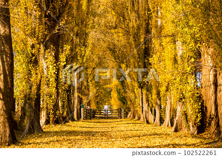 Autumn of poplar trees at Hokkaido University Autumn of poplar trees at Hokkaido University 102522261