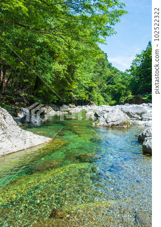 安井谷（仁淀藍）：乙女川原 102522322