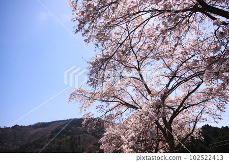 Senbonzakura of Ugui River Senbonzakura of Ugui River 102522413