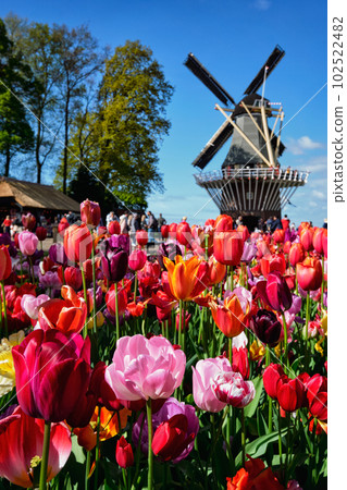 Blooming tulips flowerbed and wind mill in Keukenhof garden, aka the Garden of Europe, one of the world largest flower gardens windmill tourists. Lisse, Netherlands Blooming tulips flowerbed and wind mill in Keukenhof garden, aka the Garden of Europe, one of the world largest flower gardens windmill tourists. Lisse, Netherlands 102522482