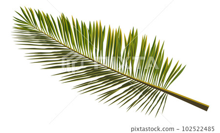 Colored realistic palm leaves isolated on white. Branch of palm tree for composing a collage. Vector illustration. Colored realistic palm leaves isolated on white. Branch of palm tree for composing a collage. Vector illustration. 102522485