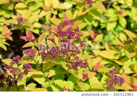 繡線菊金框(薔薇科)落葉闊葉樹 繡線菊金框(薔薇科)落葉闊葉樹 102522961