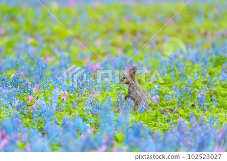 [北海道] 出現在片栗和蝦藏作的花田裡的 Ezoris 102523027