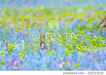 [北海道] 出現在片栗和蝦藏作的花田裡的 Ezoris 102523038