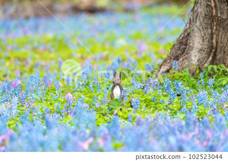 [Hokkaido] Ezoris that appeared in the flower field of Katakuri and Ezoengosaku 102523044