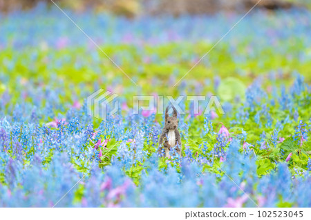 [北海道] 出現在片栗和蝦藏作的花田裡的 Ezoris 102523045