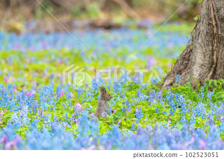 [Hokkaido] Ezoris that appeared in the flower field of Katakuri and Ezoengosaku 102523051
