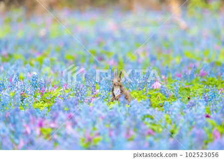 [北海道] 出現在片栗和蝦藏作的花田裡的 Ezoris 102523056