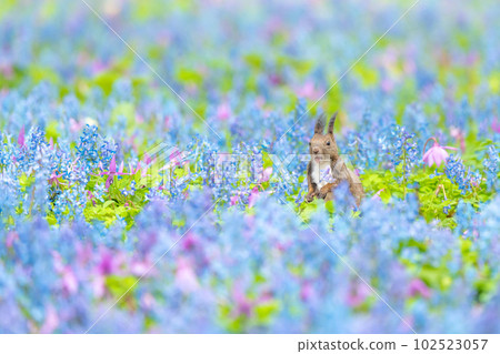 [Hokkaido] Ezoris that appeared in the flower field of Katakuri and Ezoengosaku 102523057