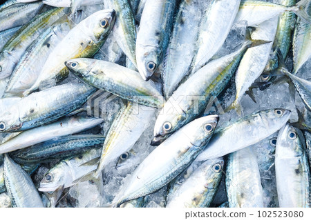 Sea tuna fish sell in fishery market people buy fish Sea tuna fish sell in fishery market people buy fish 102523080