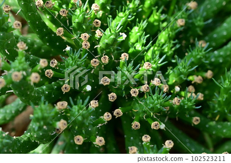 Cactus wolverine (Euphorbiaceae) 102523211