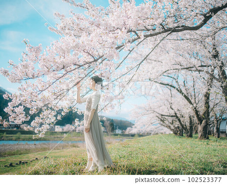 Cherry blossoms in the blue sky and a woman full of transparency Cherry blossoms in the blue sky and a woman full of transparency 102523377