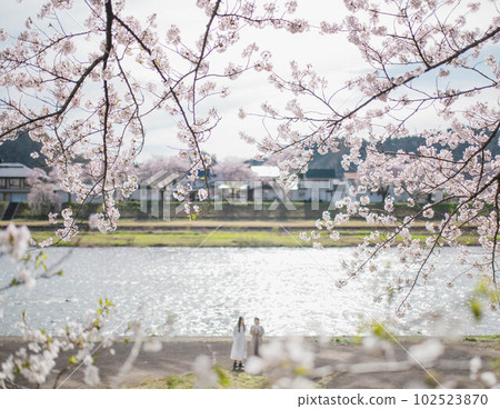 Two beautiful women and cherry blossoms 102523870