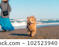 狗在海裡玩 102523940