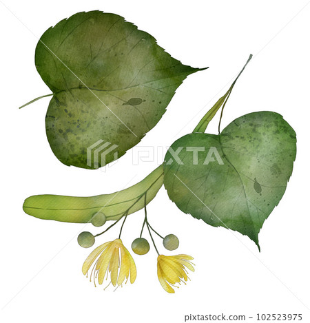 Linden flower watercolor illustration isolated on white background with green leaves 102523975