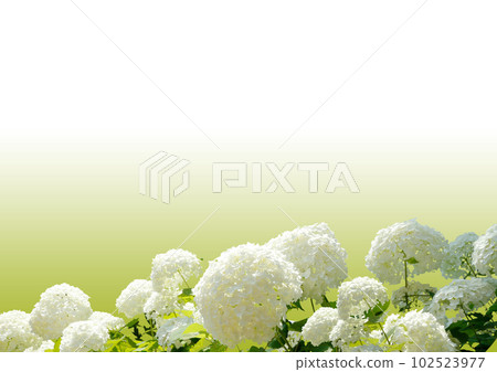 hydrangea hydrangea 102523977