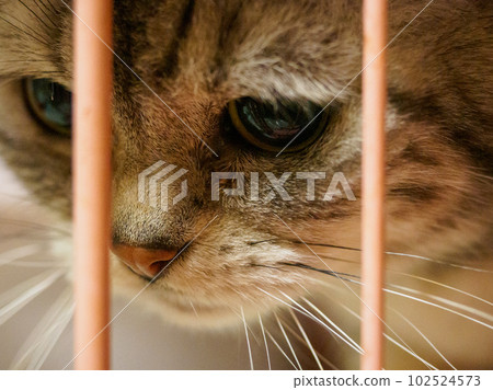 A cat looking down in a gauge A cat looking down in a gauge 102524573