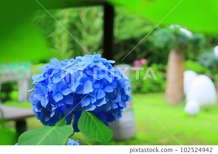 Hyogo Prefectural Awajishima Park (Awaji City, Hyogo Prefecture) Hydrangea blooming in the hydrangea valley 102524942