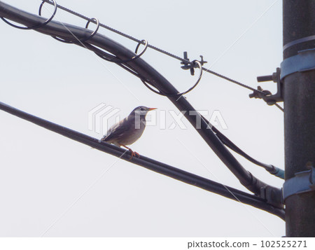 Mustard to stick to the electric wire 102525271