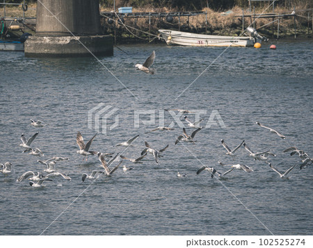 Black-tailed gulls flying on the beach 102525274