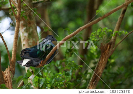 The big pigeon bird is rest in the garden 102525378