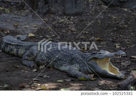 The thai crocodile rest on the garden The thai crocodile rest on the garden 102525381