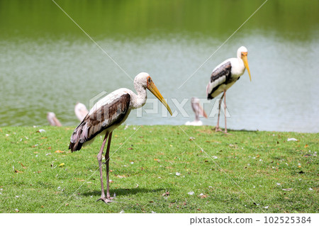 The Painted Stork bird (Mycteria leucocephala) in garden 102525384