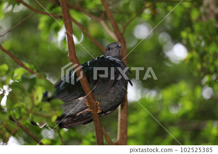 The big pigeon bird is rest in the garden 102525385