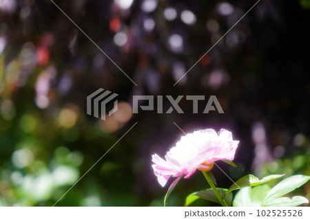 牡丹花開的時候 102525526