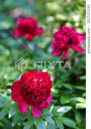 When the peony flowers bloom When the peony flowers bloom 102525581