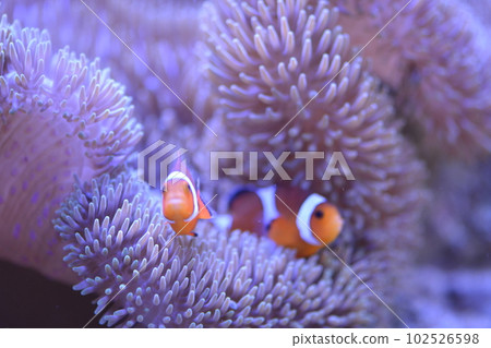 Clown anemonefish and sea anemones Clown anemonefish and sea anemones 102526598