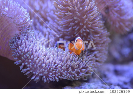 Clown anemonefish and sea anemones Clown anemonefish and sea anemones 102526599
