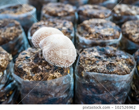 Organic oyster mushrooms growing on a mushrooms farm at Thailand, Oyster mushrooms cultivation at farm,Mushroom cultivation, growing in farm.mushroom cultivation in plastic bags, Straw Mushroom farm. 102526962