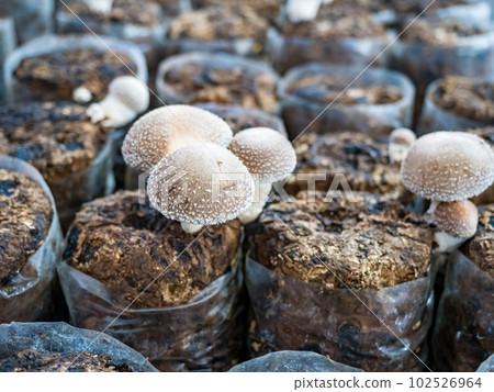 Organic oyster mushrooms growing on a mushrooms farm at Thailand, Oyster mushrooms cultivation at farm,Mushroom cultivation, growing in farm.mushroom cultivation in plastic bags, Straw Mushroom farm. 102526964