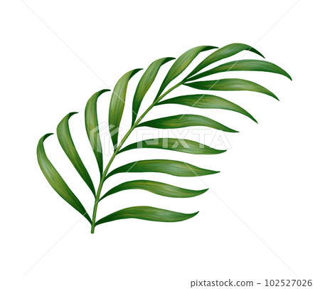 Tropical jungle palm leaf. Realistic hand drawn illustration. Isolated on white. 102527026