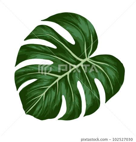 Tropical jungle palm monstera leaf. Realistic... - Stock Illustration  [102527030] - PIXTA