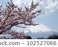 Big Mount Fuji and cherry blossoms 102527066