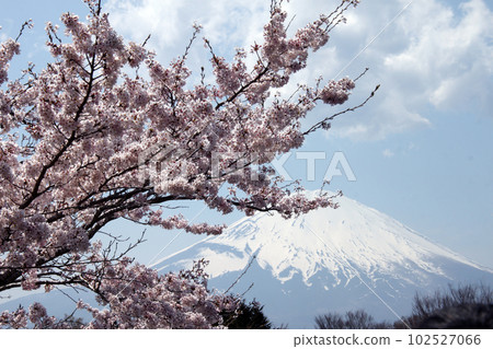 Big Mount Fuji and cherry blossoms Big Mount Fuji and cherry blossoms 102527066