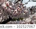 Somei Yoshino in full bloom 102527067
