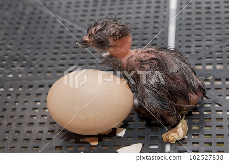 Close-up of newborn dark cute little chick next to hatching egg in incubator, poultry farming Close-up of newborn dark cute little chick next to hatching egg in incubator, poultry farming 102527838