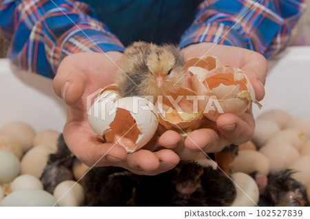 Close-up of small cute fluffy little chicken chick in the hands of a farmer with eggshells on the background of an incubator, poultry farming Close-up of small cute fluffy little chicken chick in the hands of a farmer with eggshells on the background of an incubator, poultry farming 102527839