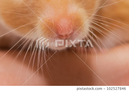 Close-up of the nose and mustache of a red hamster rodent macro 102527846