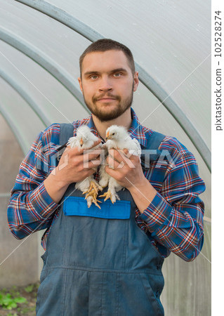 A satisfied male farmer a rural portrait of Caucasian appearance man in a shirt and overalls holds a two white brama chicken in his hands A satisfied male farmer a rural portrait of Caucasian appearance man in a shirt and overalls holds a two white brama chicken in his hands 102528274