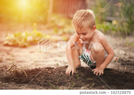 Toddler boy planting plant in ground. 102528870
